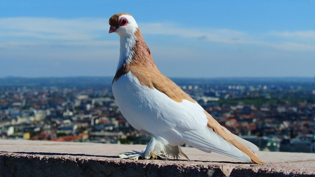 budapest, pigeon, portrait-85246.jpg